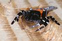 Eresus_sandaliatus_D3036_Z_84_NP De Hoge Veluwe_Nederland
